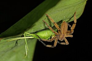 Wandering spider (Cupiennius getazi) with female katydid prey (Tettigoniidae sp.).jpg