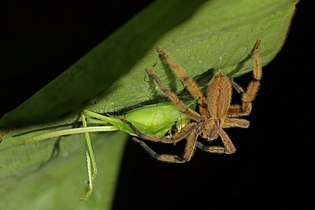 Cupiennius getazi (Wandering spider) with female katydid prey (Tettigoniidae sp.)