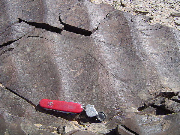 Wave ripple or symmetric ripple, from Permian rocks in Nomgon, Mongolia with "decapitation" of ripple crests due to change in current