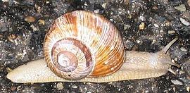 Helix pomatia