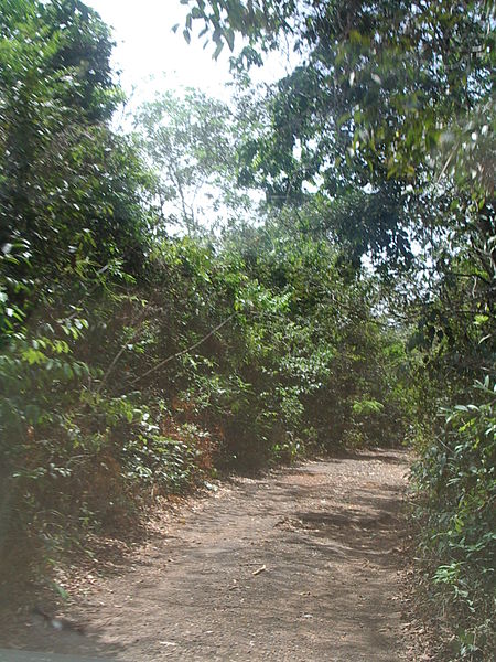 File:Western Forest (Sierra Leone).jpg