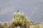 Thumbnail for File:Western meadowlark (51396042228).jpg