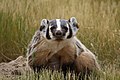 Image 71The American badger is the state animal of Wisconsin. (from Wisconsin)