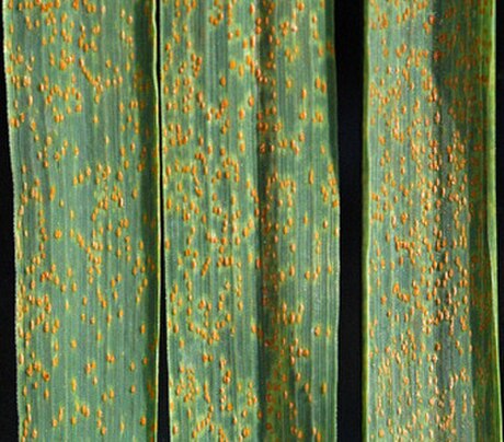 File:Wheat leaf rust on wheat (detail).jpg