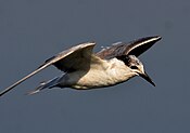 Whiskered Tern Chlidonias hybrida oleh Dr. Raju Kasambe DSC 3971 (11) 01.jpg