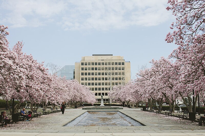 File:White-building-blossom (Unsplash).jpg