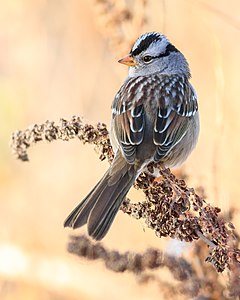 White-crowned sparrow perched at Llano Seco