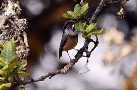 White-throated bushtit (Aegithalos niveogularis) JEG9985 (cropped 2).jpg