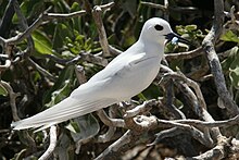 White tern White tern with fish.jpg