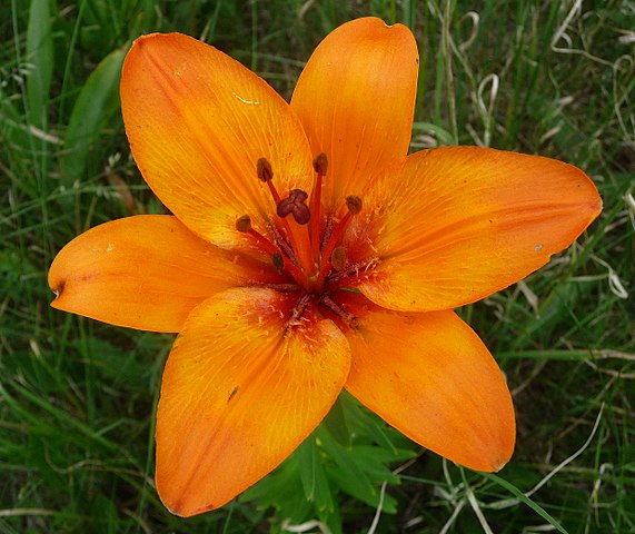 571px-Wild_species_Lily._-_Flickr_-_gailhampshire.jpg (571×480)