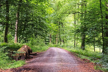 Wildwald vosswinkel1