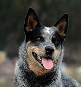 Category:Australian Cattle Dog heads - Wikimedia Commons