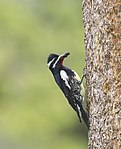 Williamson's Sapsucker (9068046051).jpg