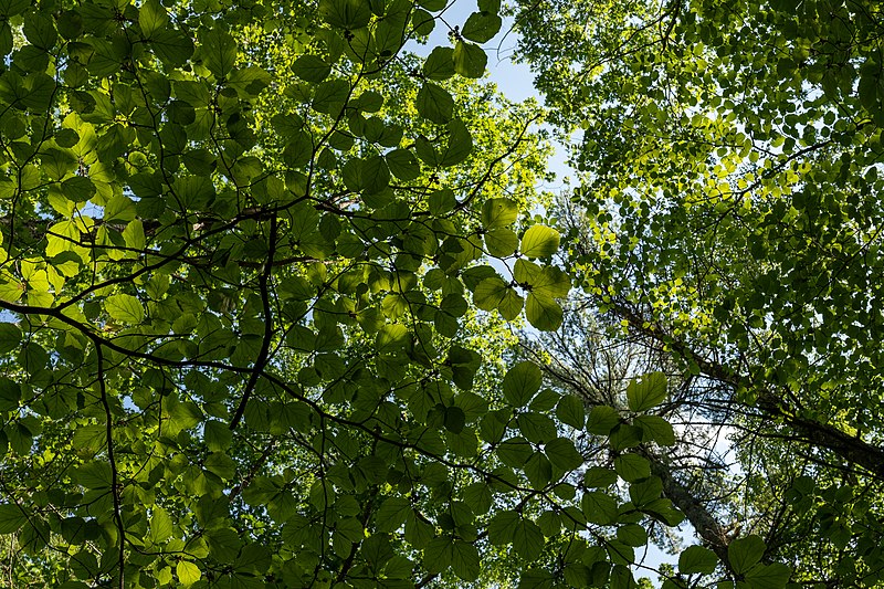 File:Witch hazel (Hamamelis virginiana) leaves at the Thorne Head Preserve Trail, Bath, Maine, US (PPL1-Corrected) julesvernex2.jpg