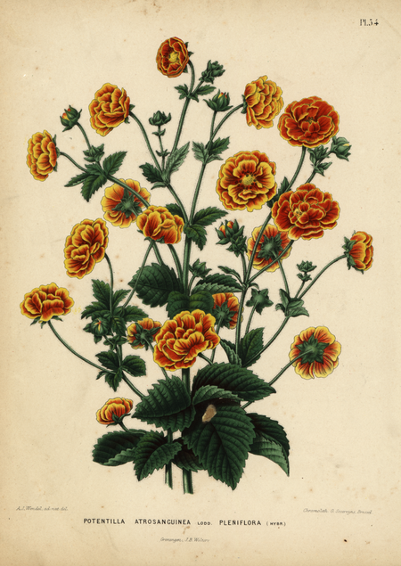 Pl. 54: POTENTILLA ATROSANGUINEA Lodd. PLENIFLORA (hybr.)