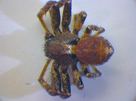 Xysticus_sabulosus