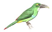 Toucanet.jpg de sobrancelha amarela