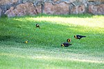 Thumbnail for File:Yellow-headed blackbird (51390133630).jpg