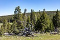 * Nomination Lower Geyser Basin in the Yellowstone National Park, Wyoming, USA --XRay 03:51, 6 August 2022 (UTC) * Promotion  Support Good quality -- Johann Jaritz 04:02, 6 August 2022 (UTC)