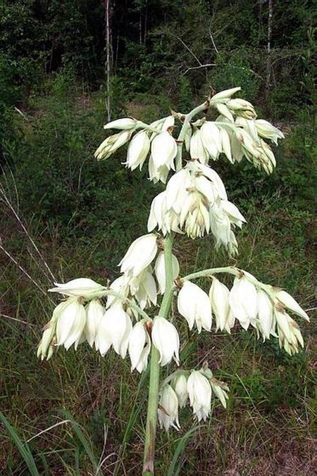 Yucca cernua fh 1185.31 TX BB.JPG