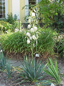 Pluoštinė juka (Yucca filamentosa)