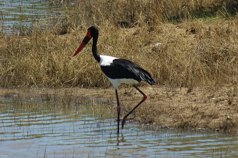 File:ZA-KNP-sattelstorch.jpg