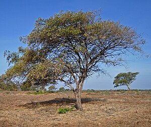 Baluran National Park