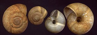<i>Zonites caricus</i> Species of gastropod
