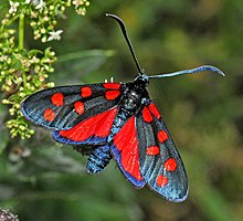 Zygaenidae - Zygaena transalpina.JPG