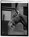 'Lady' Mrs. Harding's horse, 11-30-21 LOC npcc.05475.jpg