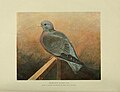 Thumbnail for File:'Stock Dove (Columba oenas)', from an original painting by the Hon Alice Foljambe - 1904-02.jpg