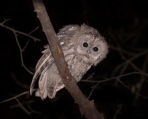 Strix aluco, juv