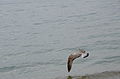 Gaviota volando sobre el Mar Negro