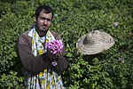 Thumbnail for File:مراسم گلابگیری در قمصر کاشان Golabgiri ("making Rosewater") - Ghamsar- Kashan- Iran 06.jpg