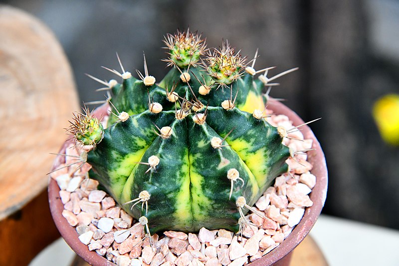 File:กระบองเพชร Cactus of Thailand Photographed by Trisorn Triboon 04.jpg