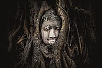 Fig tree roots overgrowing a sandstone Buddha statue, near Wat Maha That in Ayutthaya province, Thailand