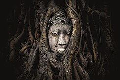 Hoofd van een zandstenen Boeddhabeeld tussen de wortels van een boom in de Thaise provincie Ayutthaya