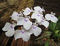 擬紫羅蘭 Ionopsis paniculata -香港公園 Hong Kong Park- (9229878138).jpg