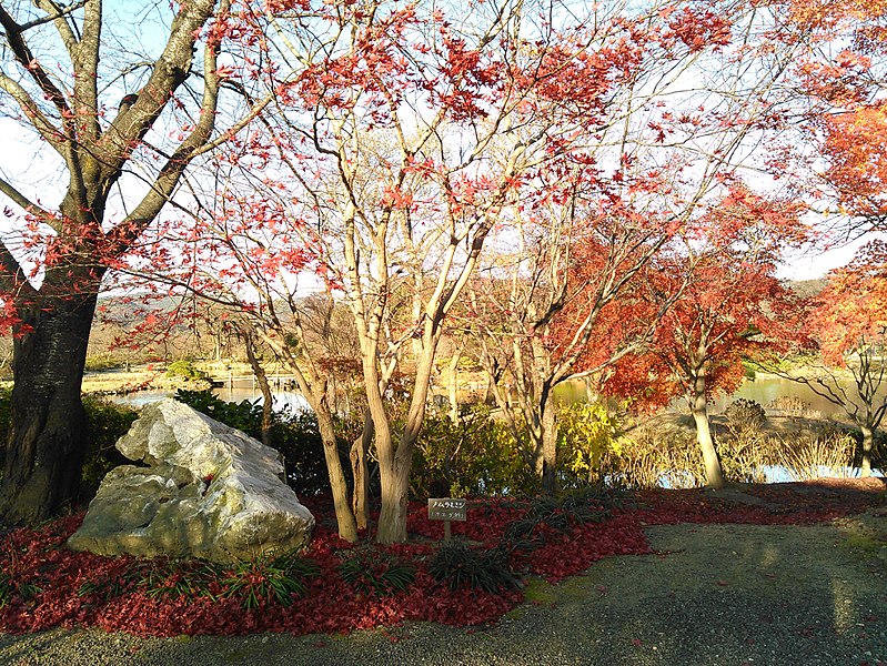 File:郡山緑水苑 休憩所近く 紅葉の木.jpg