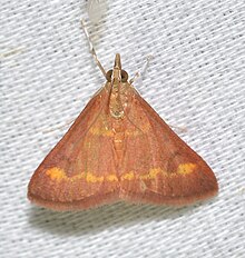 - 5053 - Pyrausta pseuderosnealis (48128191091).jpg