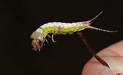 A fairly ornate green caterpillar with dark brown head, white-pink dorsal stripe, and forked tail. Being held on a stick.