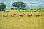 Thumbnail for Queen Elizabeth National Park