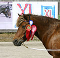 A 15-year-old silver bay Finnhorse mare with rosettes: blue and white denotes she attained Ist prize for her quality; the red and gold one denotes that she won her class; the pink and red one denotes that she's the Best Finnhorse Mare in the show; after this photo was taken she went on to be selected as Best Finnhorse III.