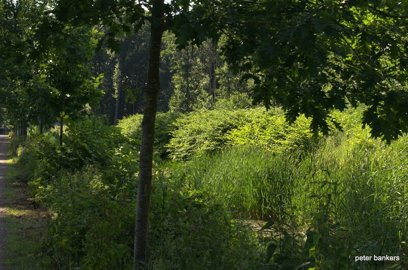 File:130707 LAVENDELLAAN GRIENDTSVEEN HORST AD MAAS 130707 Japanse Duizendknoop - Fallopia Japonica DSC 7480.jpg