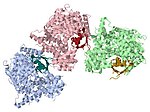 Thumbnail for Nuclear cap-binding protein complex