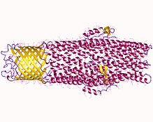 Protein TolC, the outer membrane component of a tripartite efflux pump in Escherichia coli. 1ek9.jpg