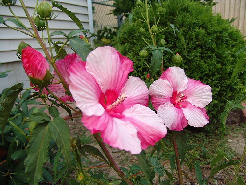 File:2006 08 10 Hollyhock.JPG