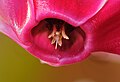 * Nomination Unidentified flower (focus stacking). --ComputerHotline 18:01, 9 April 2012 (UTC) * Decline not identified. Otherwise QI. --Carschten 21:37, 9 April 2012 (UTC)