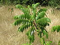 Rhus typhina Essigbaum