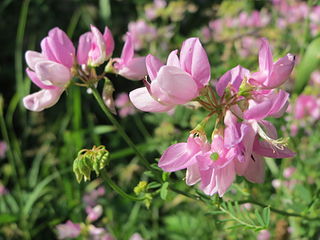 <i>Securigera varia</i> Species of legume